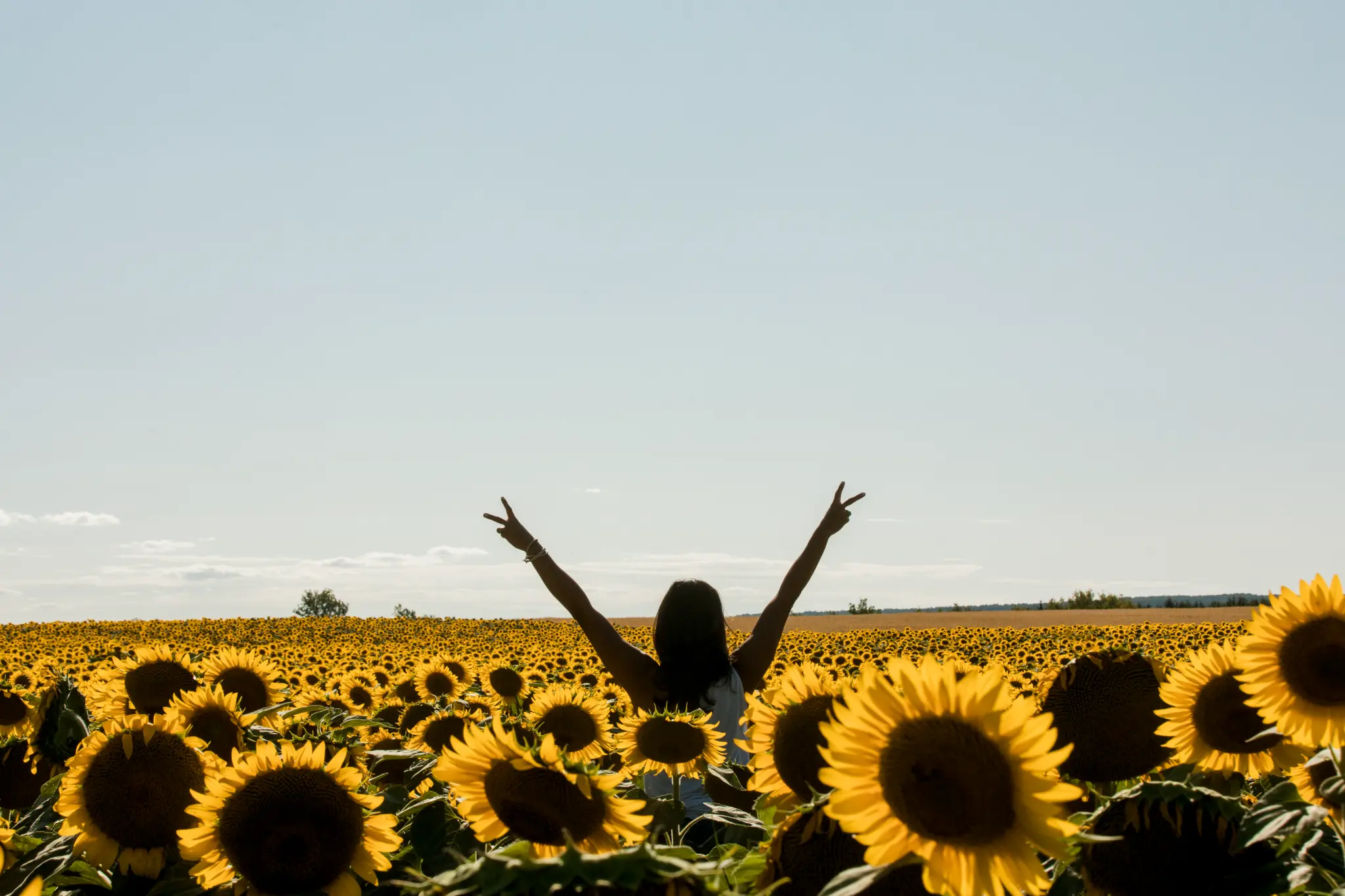 Dr. Ali Miller in a sunflower field
